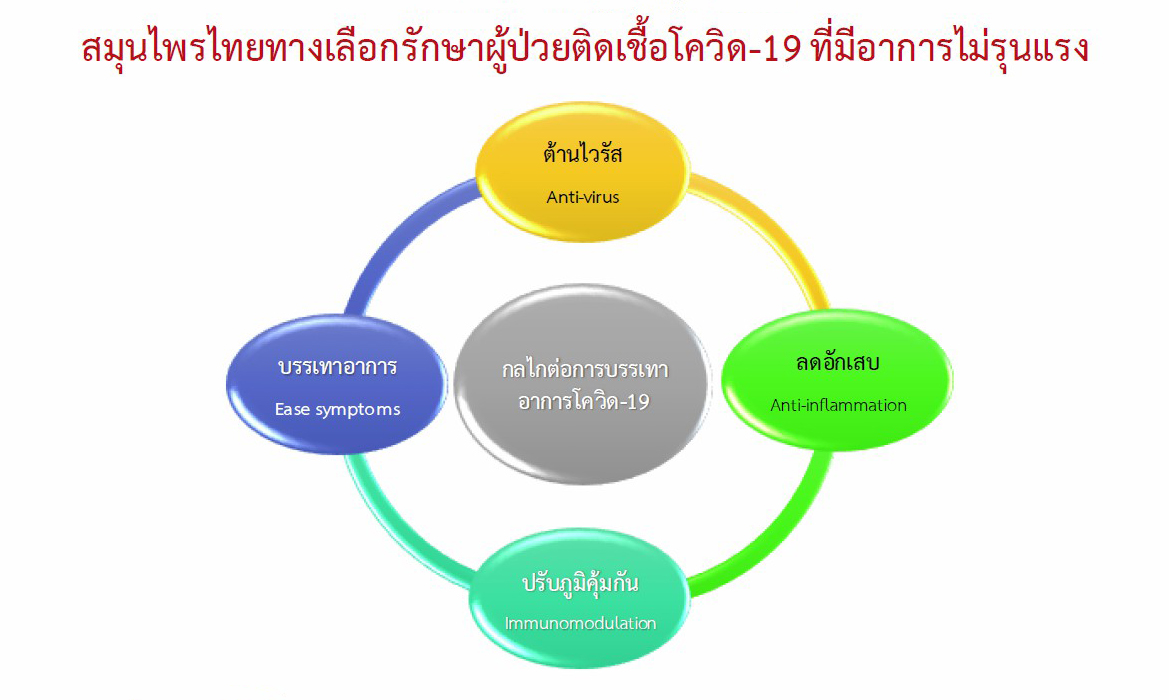 23 ก.ค 64 ฟ้าทะลายโจรกับโควิด 2